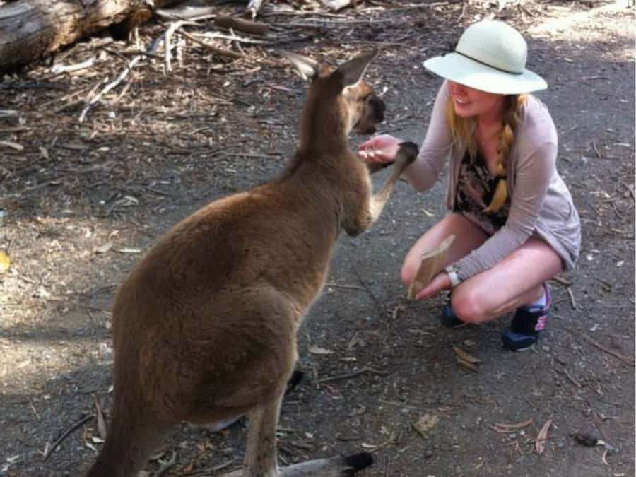 Adelaide: Barossa Day Out: Wines, Brewery, Chocolate & Lunch - What the $112 price really covers