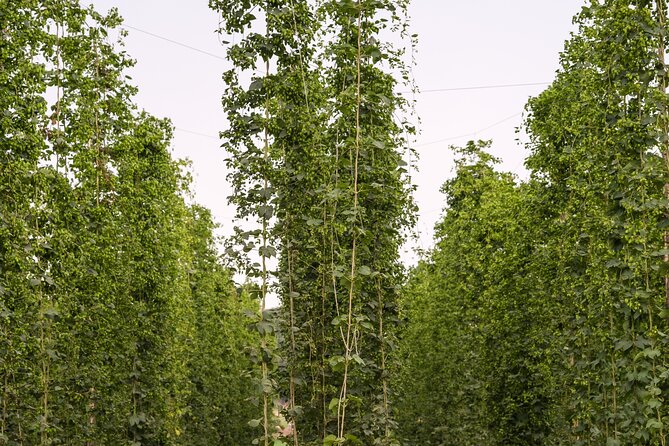 Agricultural Brewery Tour in the Roman Countryside - Who will enjoy this most?