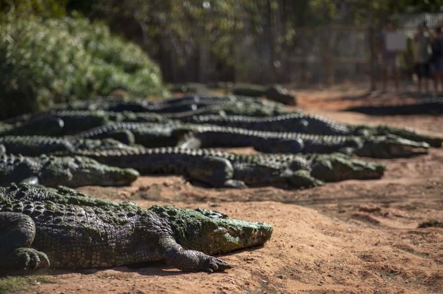 Broome: Matso's Brewery, Museum & Crocodile Park Combo Tour - Key points at a glance