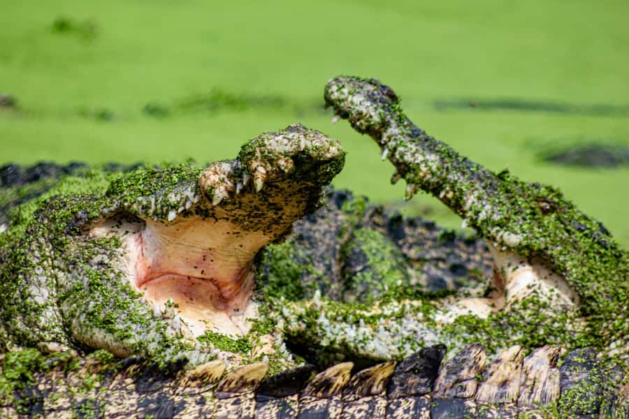 Broome: Matso's Brewery, Museum & Crocodile Park Combo Tour - Three Broome experiences in four hours