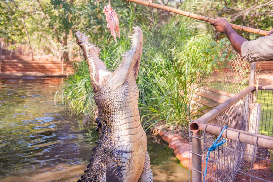 Broome: Matso's Brewery, Museum & Crocodile Park Combo Tour - Matso’s Brewery: a quick taste of Broome