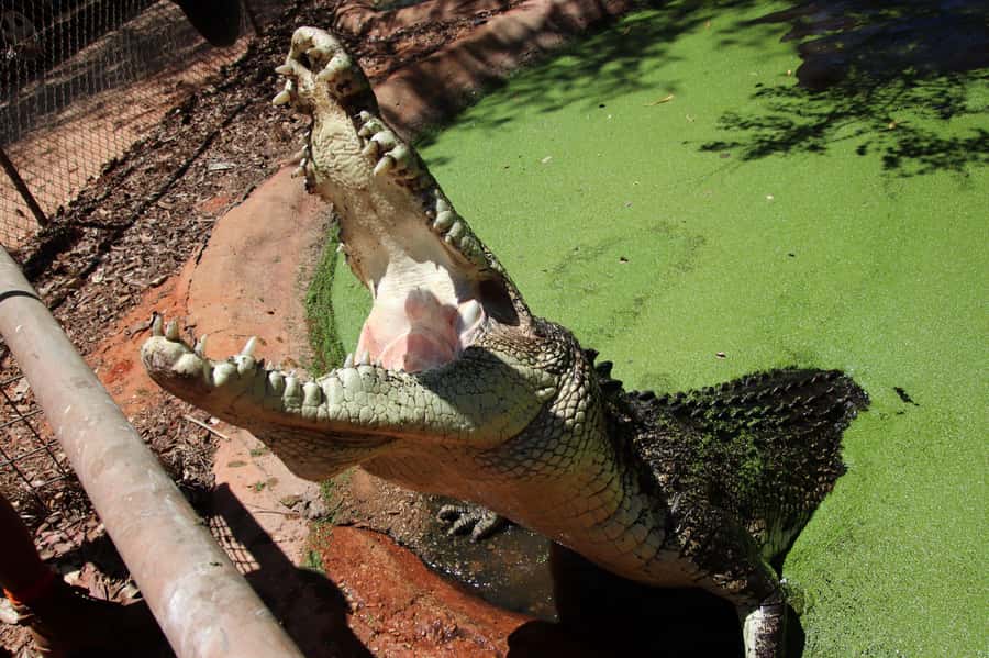 Broome: Matso's Brewery, Museum & Crocodile Park Combo Tour - How the timing works in real life