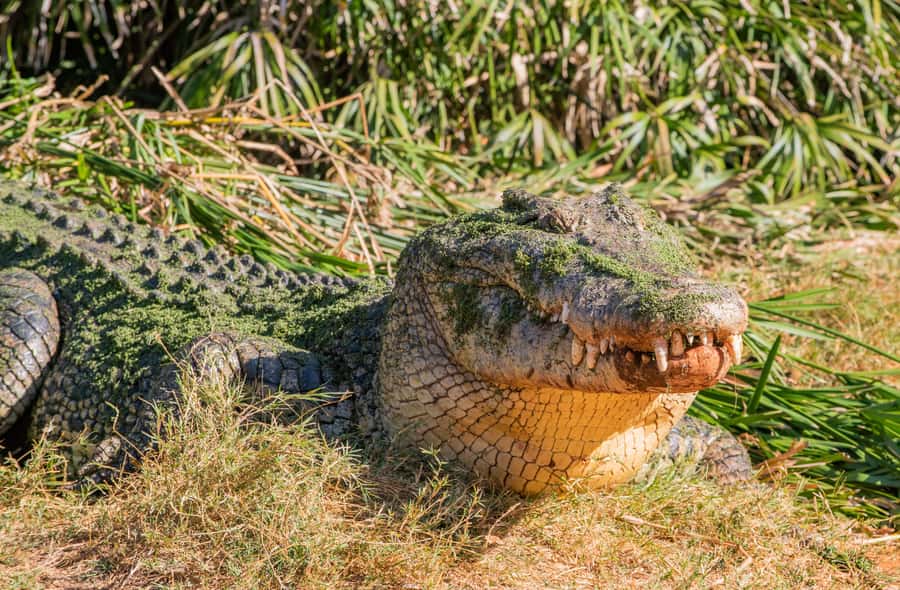 Broome: Matso's Brewery, Museum & Crocodile Park Combo Tour - What the guide adds to the afternoon