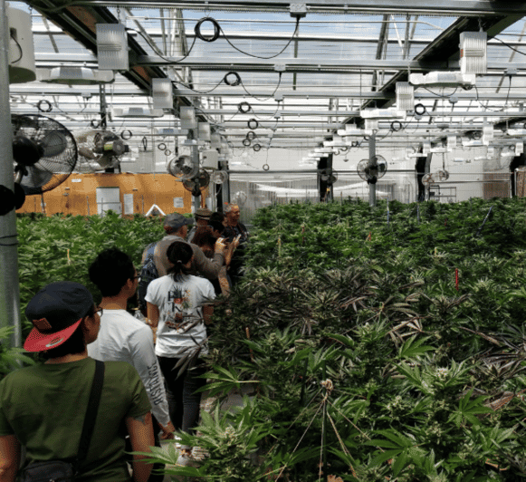 Denver: Buds & Brews Cannabis Grow Tour and Brewery Visit - Who will enjoy this most