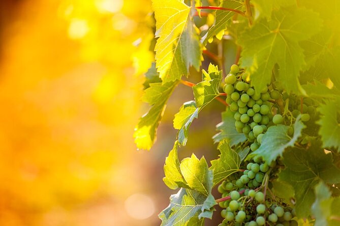 Full-Day Wine, Whiskey & Beer Tour w/ Lunch Pairing - The small-group feel and guide matter