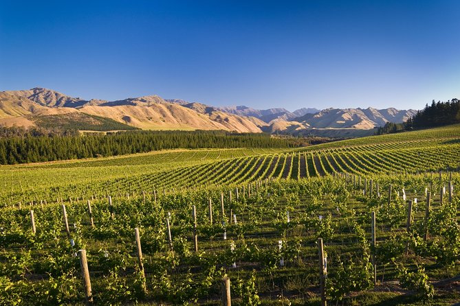 Half-Day Marlborough Wine Tour & Beer Tour - What the guides add to the day