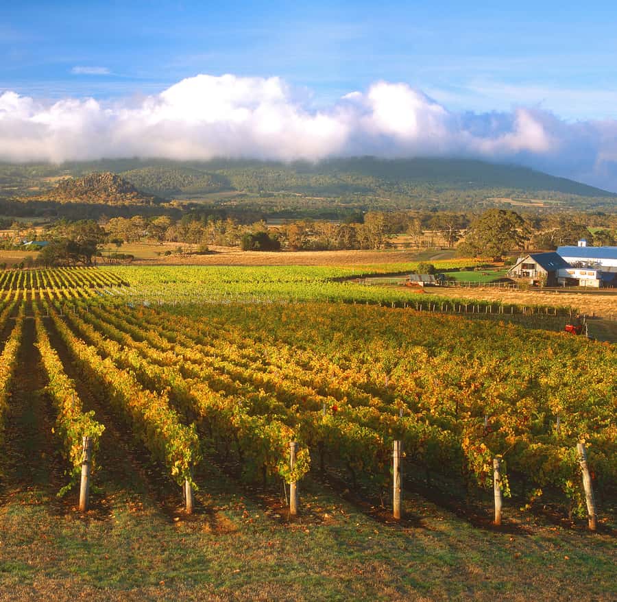 Melbourne: Full-Day Horses, Wine, and Beer Tour - The day at a glance