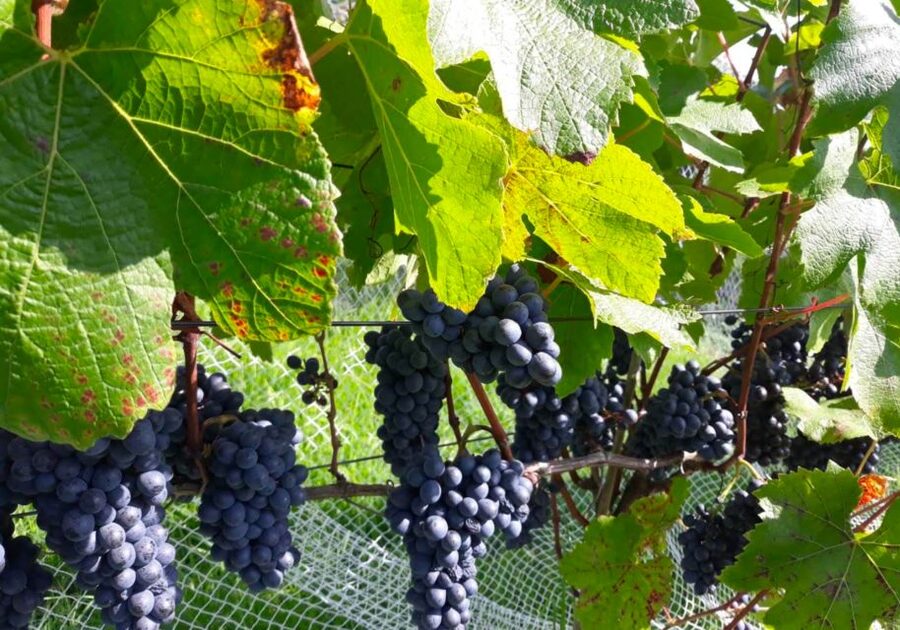 Paihia or Kerikeri: Wine, Spirit, & Craft Beer Tour - Who will enjoy this tour most