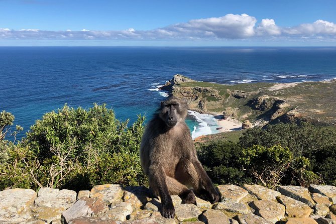 Private Day Tour to Cape Point , Penguins, Wine or Beer Tasting - Penguins at Boulders Beach and lunch in Simons Town