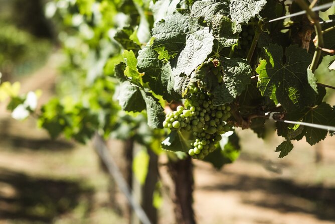 Queenstown: Afternoon Wine & Beer Tour with Platters - Who should book this tour?
