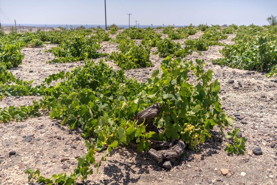 Santorini: Three Wineries and One Brewery Tour with Tastings - Who should book this tour?