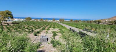 Three Wineries and One Brewery Tour with Tastings