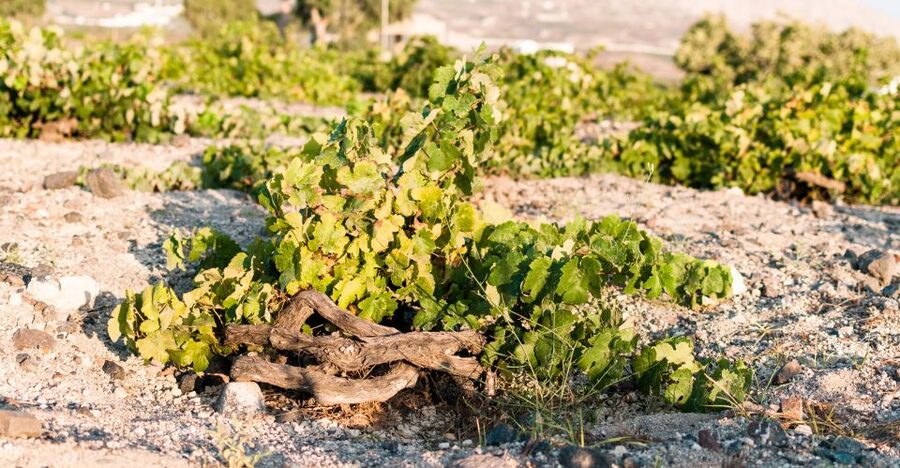 Santorini: Three Wineries and One Brewery Tour with Tastings - What the $200 price really covers