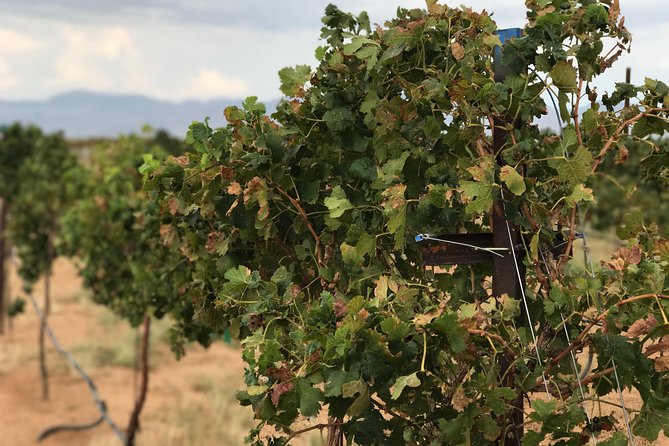 Scenic Desert Wine Distillery Brewery Route 66 Tour - Little Old Wine Drinkers Winery and the desert vineyard
