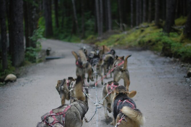 See Denali's Sled Dogs and Visit the Local Brewery - Why this Denali tour works so well