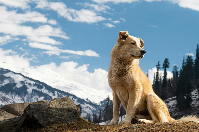 See Denali's Sled Dogs and Visit the Local Brewery - What the $129.99 price really covers