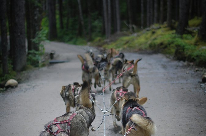 See Denali's Sled Dogs and Visit the Local Brewery - Who will enjoy this experience most