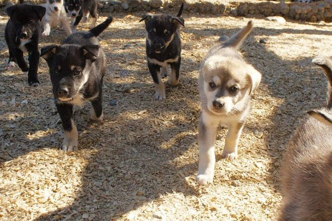 See Denali's Sled Dogs and Visit the Local Brewery - At Husky Homestead with Jeff King’s sled dogs