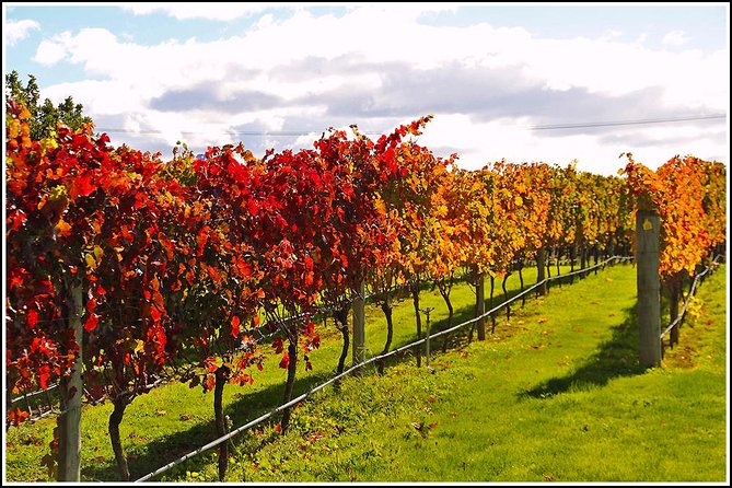 Small group - Napier Premium Wineries+ Beer tour -5.0 - 5.5 hours - The 11:30 a.m. hotel pickup