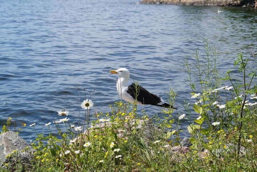 Stockholm Archipelago Guided Island Cruise With Craft Beer - Who will enjoy this Stockholm cruise?