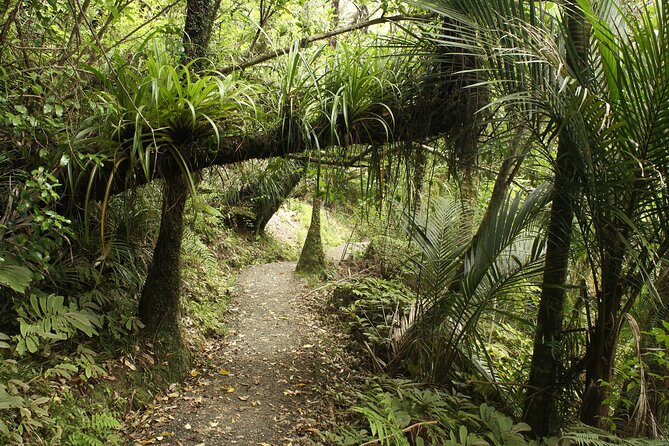 Ultimate Auckland Experience Full Day Tour with Brewery Lunch - Auckland Domain and Mount Eden’s volcanic crater