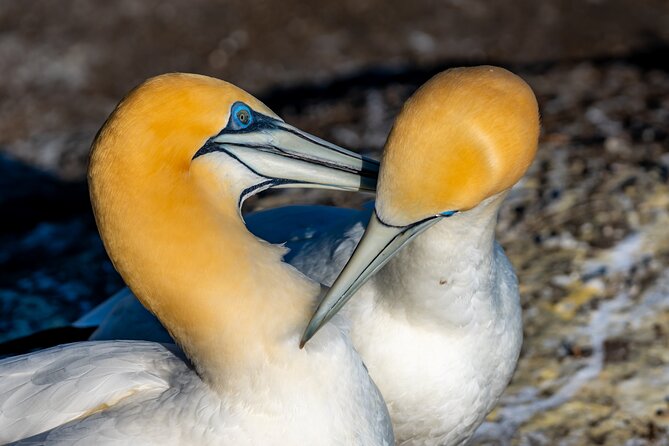 Ultimate Auckland Experience Full Day Tour with Brewery Lunch - The seasonal gannet colony