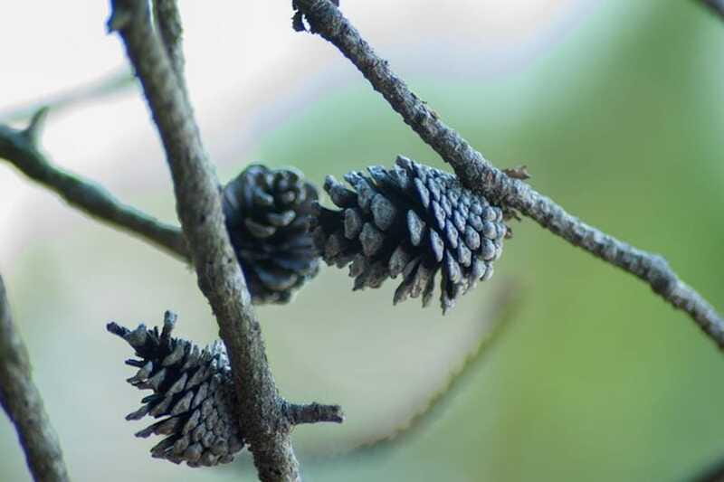 Vancouver: Stawamus Chief Hike and Local Brewery Tasting - A brewery tasting is a smart finish