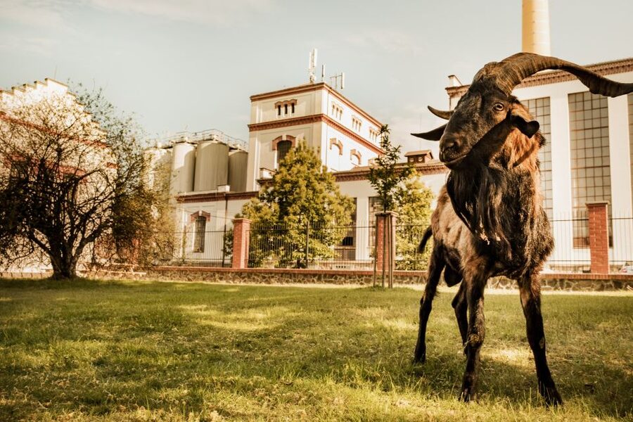 Velke Popovice: Kozel Brewery Tour with Beer Tasting - What the $11 price really buys you