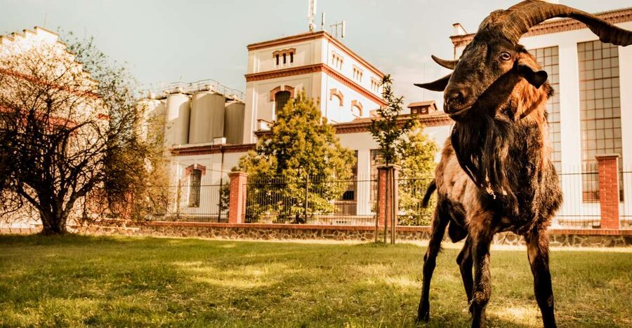 Velke Popovice: Kozel Brewery Tour with Beer Tasting - The brewery story begins with the Ringhoffer family